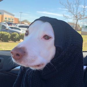 Meet your Posher, Lori